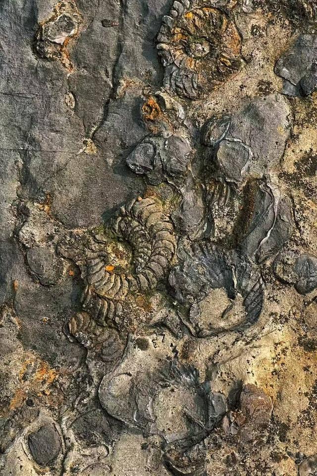 绵阳北川惊现满山化石？别急随便挖可能触犯法律！ 封面头条(图8)