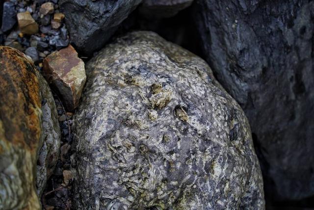 绵阳北川惊现满山化石？别急随便挖可能触犯法律！ 封面头条(图4)