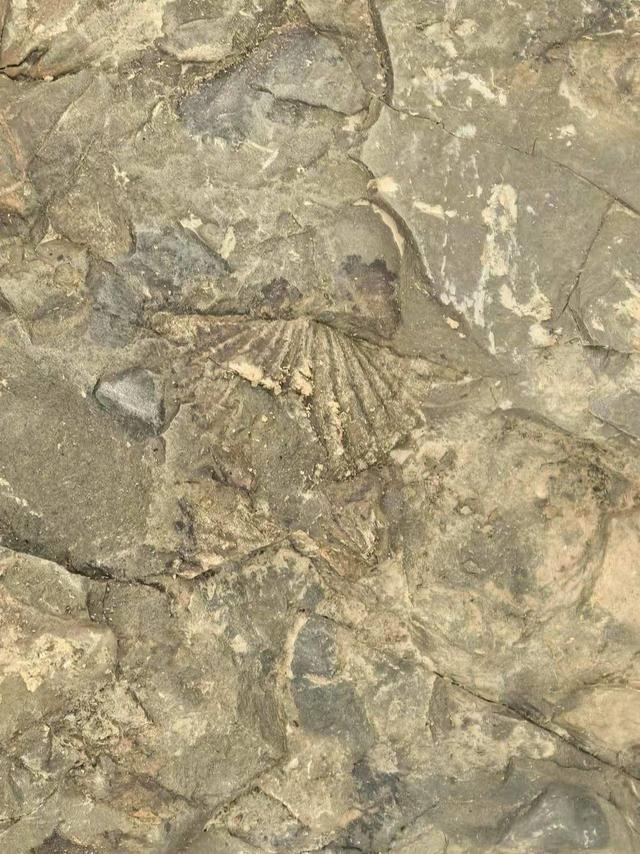 绵阳北川惊现满山化石？别急随便挖可能触犯法律！ 封面头条(图2)