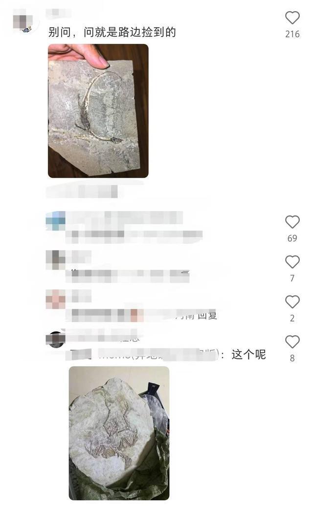 绵阳北川惊现满山化石？别急随便挖可能触犯法律！ 封面头条(图6)