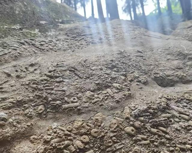 绵阳北川惊现满山化石？别急随便挖可能触犯法律！ 封面头条(图10)