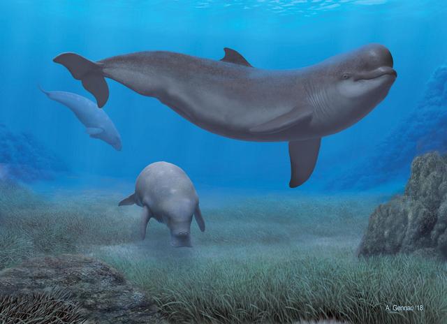 研究表明只有一小部分地中海海洋物种幸存下来 生物多样性的恢复时间超过170万年(图2)
