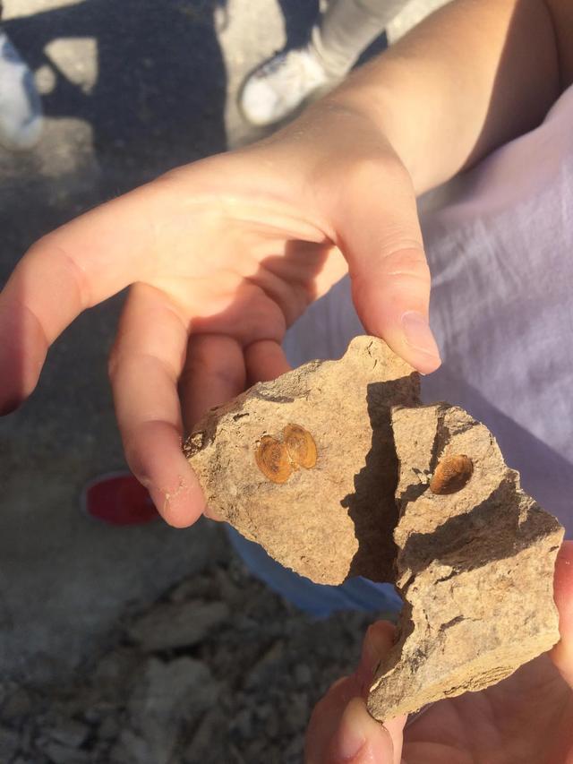 研究表明只有一小部分地中海海洋物种幸存下来 生物多样性的恢复时间超过170万年(图3)