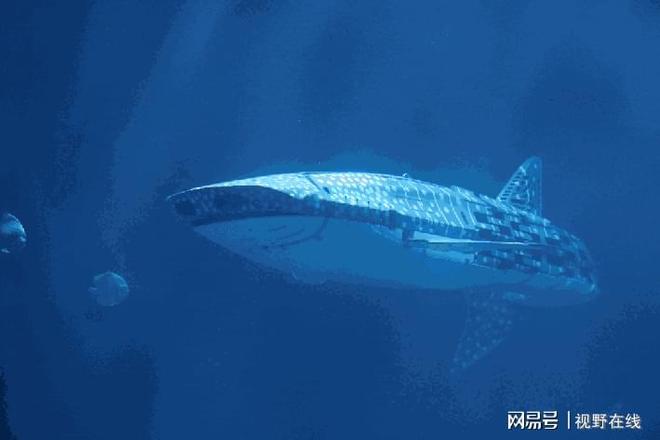 来小梅沙打卡华南首条机甲鲸鲨！揭开海洋巨兽之谜(图4)