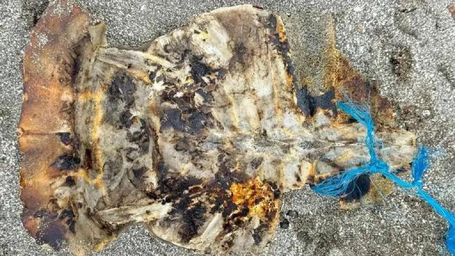 不能吃！不能吃！菲律宾一村庄村民分食海龟已致3人死亡、31人送医…(图2)