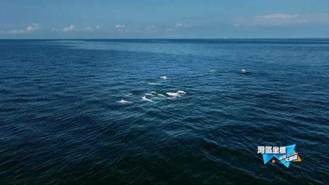 寻找中华白海豚｜发现大湾区(图3)
