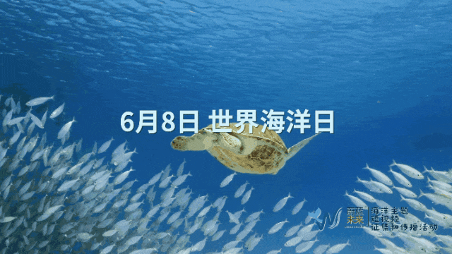 33晚长歌行 文化交流首席唱响官 张传虎：以蔚蓝为底色唱响海洋保护的传播之歌(图2)