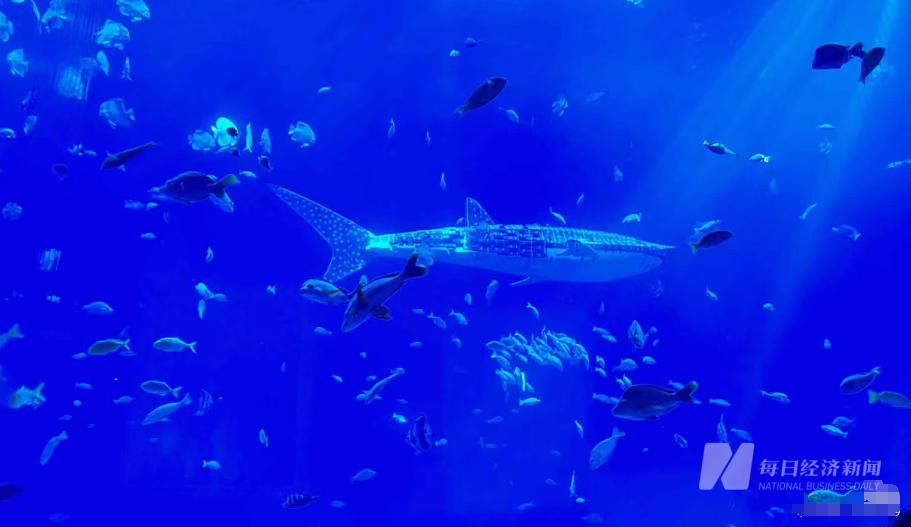 调查丨不如看动物世界？海洋馆养“假鲸鲨”陷争议 “蓝色”生意难做龙头企业四年巨亏22亿元(图5)