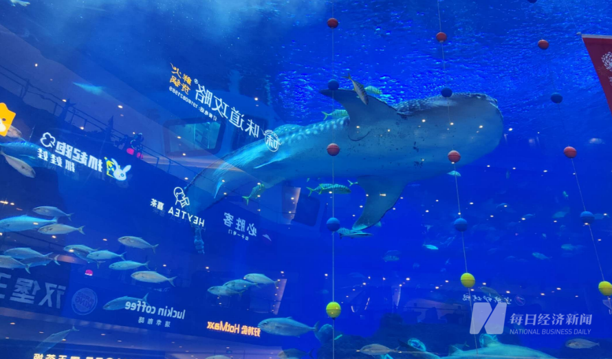 调查丨不如看动物世界？海洋馆养“假鲸鲨”陷争议 “蓝色”生意难做龙头企业四年巨亏22亿元(图7)