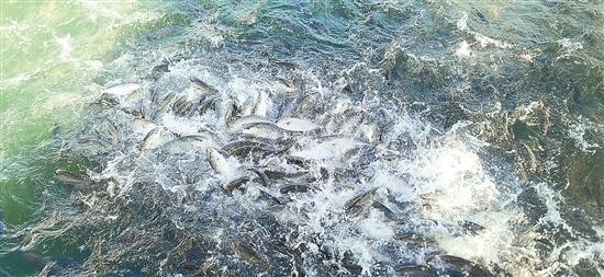 不惧台风不看天色大海深处养大鱼(图3)
