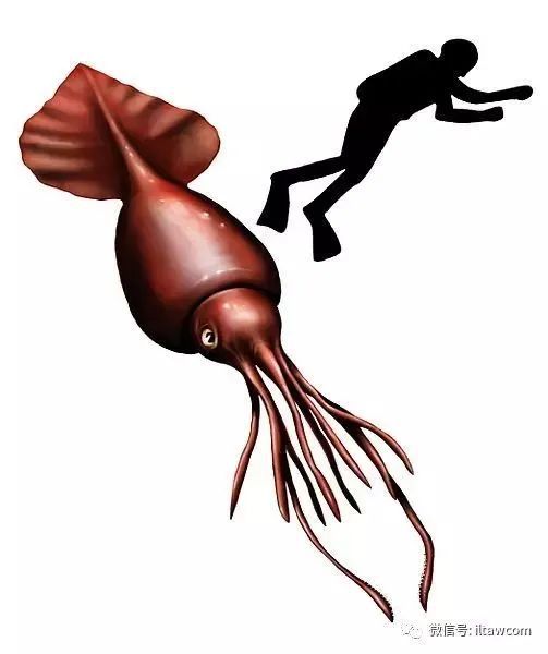 海洋世界中的十种“最大”的生物你见过吗？(图12)