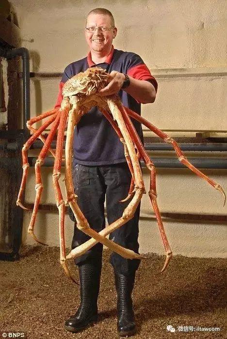 海洋世界中的十种“最大”的生物你见过吗？(图10)
