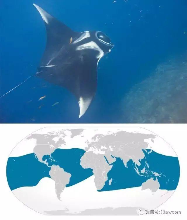 海洋世界中的十种“最大”的生物你见过吗？(图4)