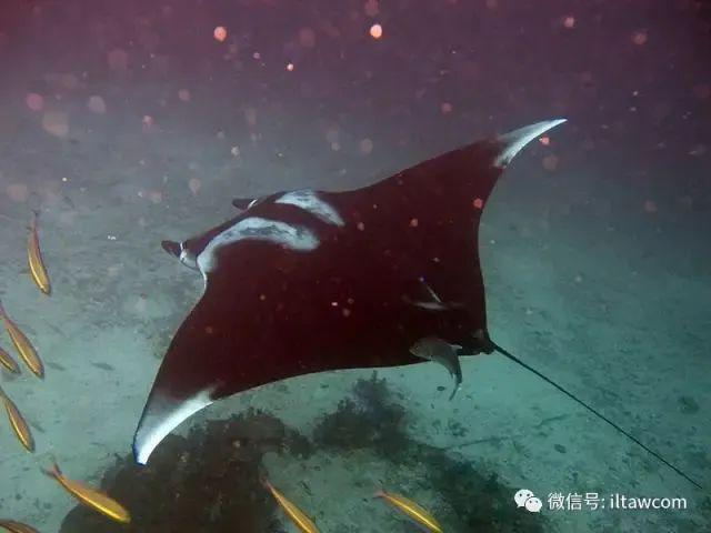 海洋世界中的十种“最大”的生物你见过吗？(图5)