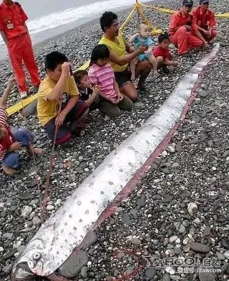 海洋世界中的十种“最大”的生物你见过吗？(图3)