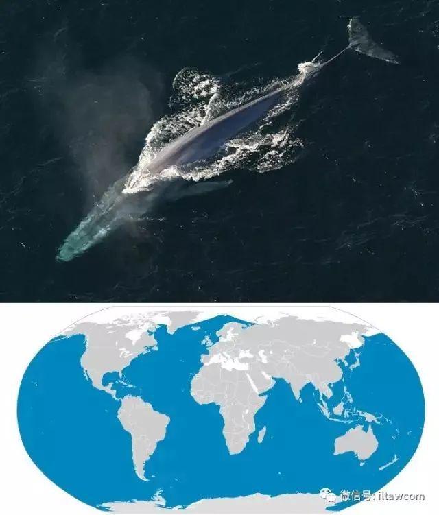 海洋世界中的十种“最大”的生物你见过吗？(图7)