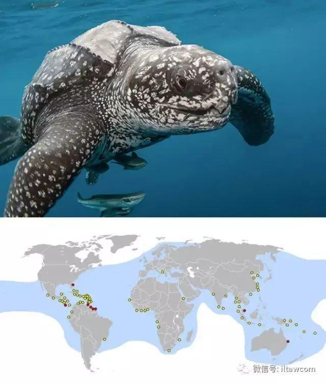 海洋世界中的十种“最大”的生物你见过吗？(图6)