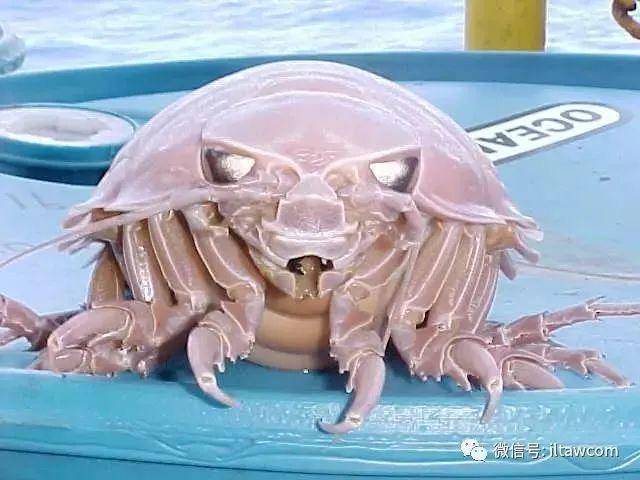海洋世界中的十种“最大”的生物你见过吗？(图8)