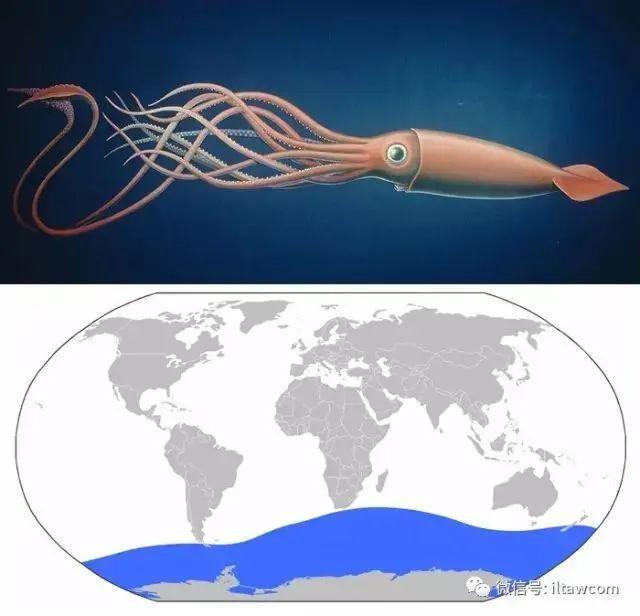 海洋世界中的十种“最大”的生物你见过吗？(图11)