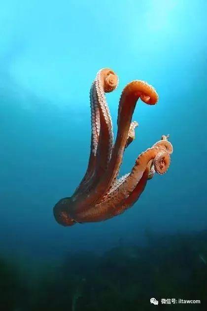 海洋世界中的十种“最大”的生物你见过吗？(图14)