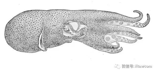 海洋世界中的十种“最大”的生物你见过吗？(图15)