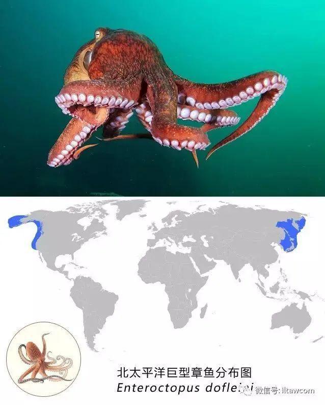 海洋世界中的十种“最大”的生物你见过吗？(图13)