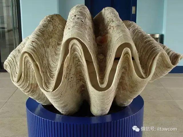 海洋世界中的十种“最大”的生物你见过吗？(图17)