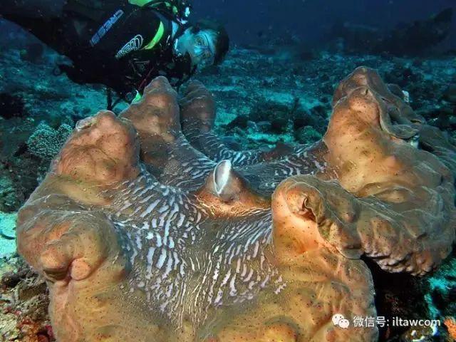 海洋世界中的十种“最大”的生物你见过吗？(图16)