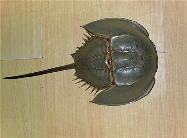 濒危物种海洋甲壳类(图2)