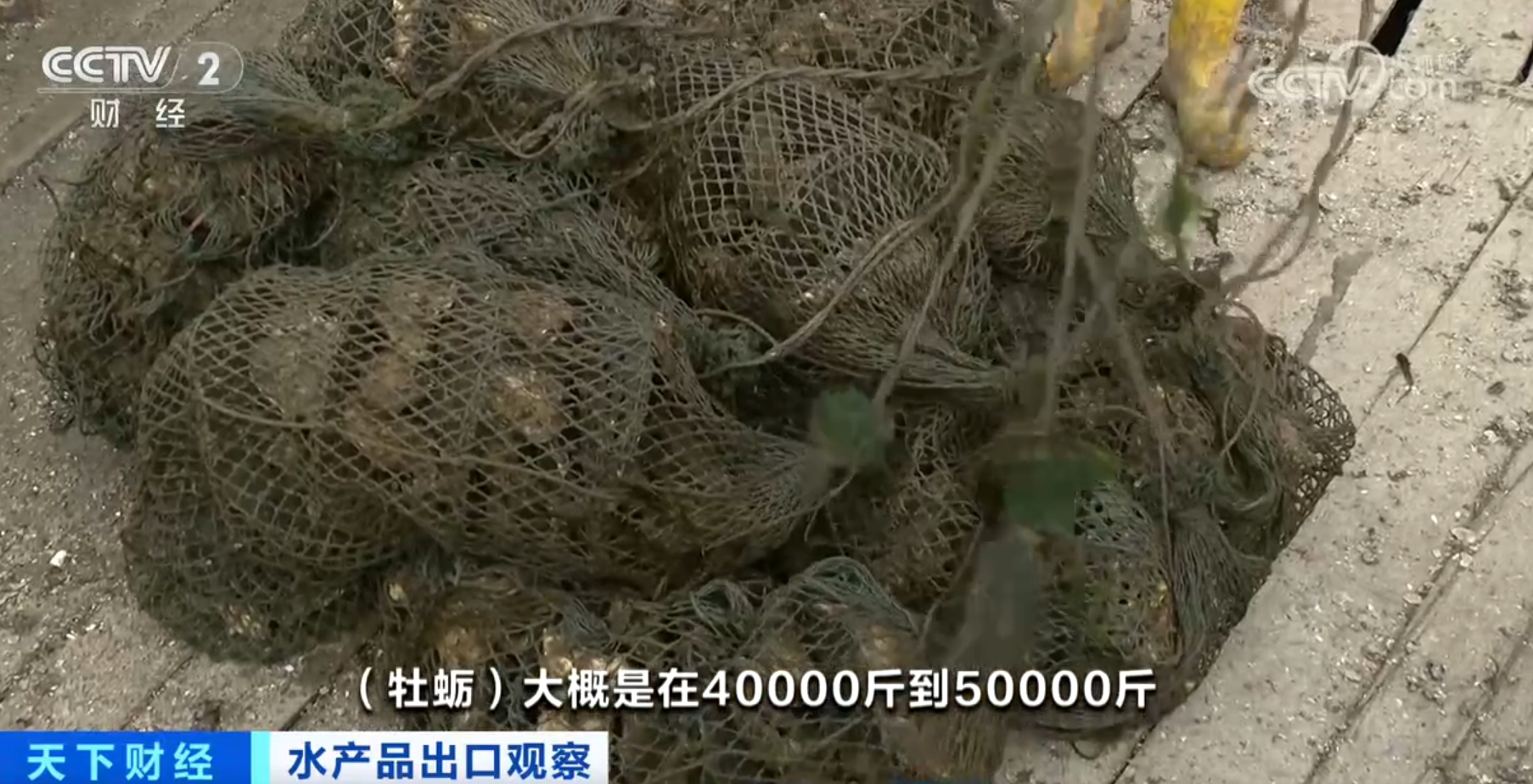 河鲀、牡蛎、虹鳟鱼产销“火热” 我国水产品出口数量同比实现两位数增长(图4)