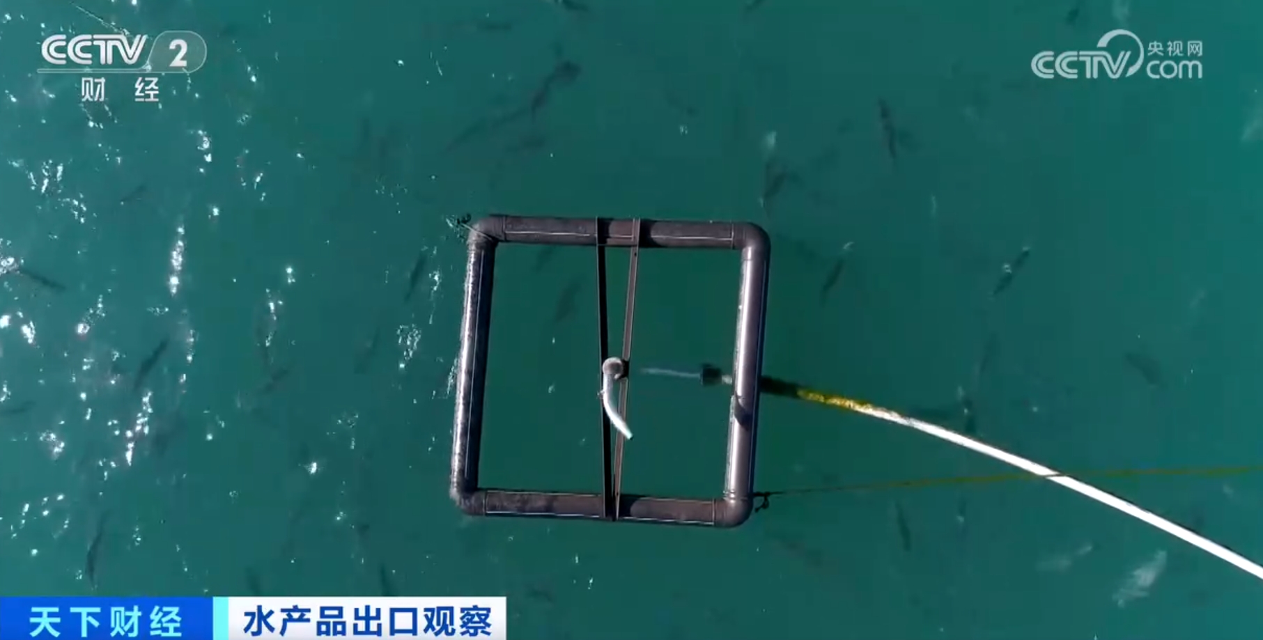 河鲀、牡蛎、虹鳟鱼产销“火热” 我国水产品出口数量同比实现两位数增长(图7)