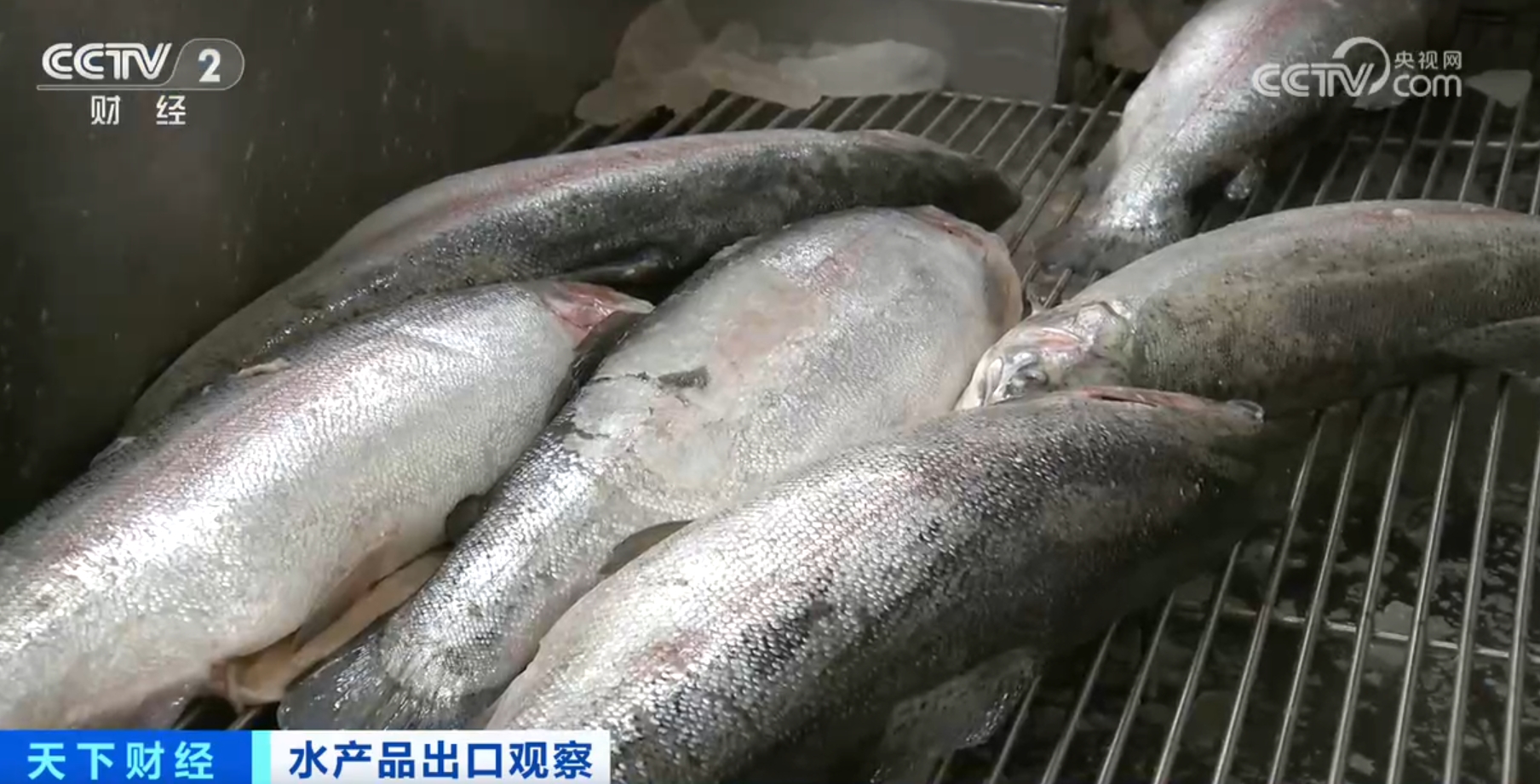 河鲀、牡蛎、虹鳟鱼产销“火热” 我国水产品出口数量同比实现两位数增长(图8)