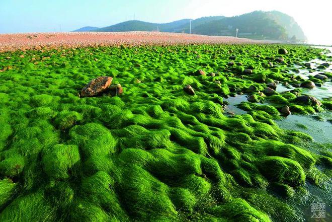 长岛：最典型的温带海洋海岛生态系统(图4)