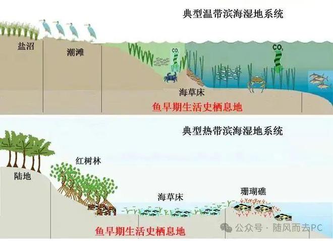 中国海洋生态环境保护的思考(图3)