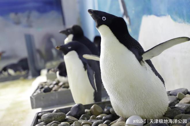 天津极地海洋度假区携滨海新区中部新城学校共筑科普教育新篇章(图4)