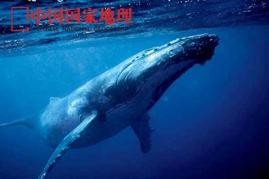 关注正在消失的中国海洋生物(图2)