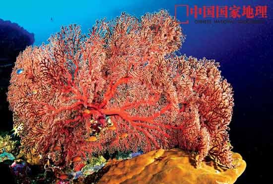 关注正在消失的中国海洋生物(图3)