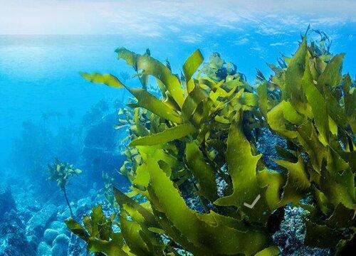回顾：大海到底有多可怕？发生在海洋里“诡异的危险”有哪些？(图5)