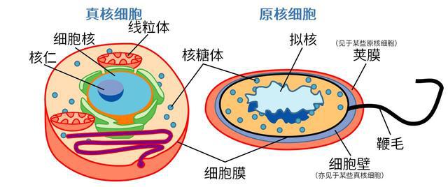 回顾：大海到底有多可怕？发生在海洋里“诡异的危险”有哪些？(图4)
