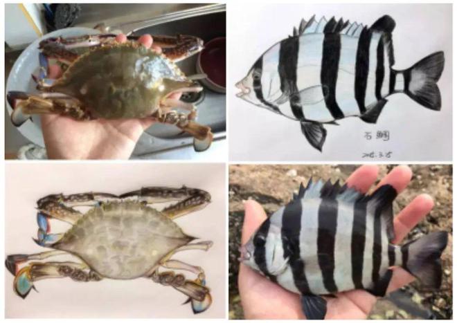 赠书福利 中国海洋生物手绘图鉴：还在为看鱼而不懂鱼发愁？(图3)
