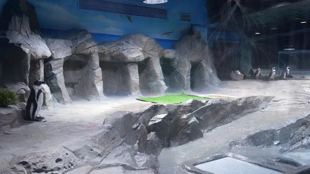 长风海洋世界上新明星宝宝乔迁新居半价促销也来了→(图8)