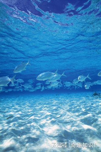 你知道海洋生物吗(图3)