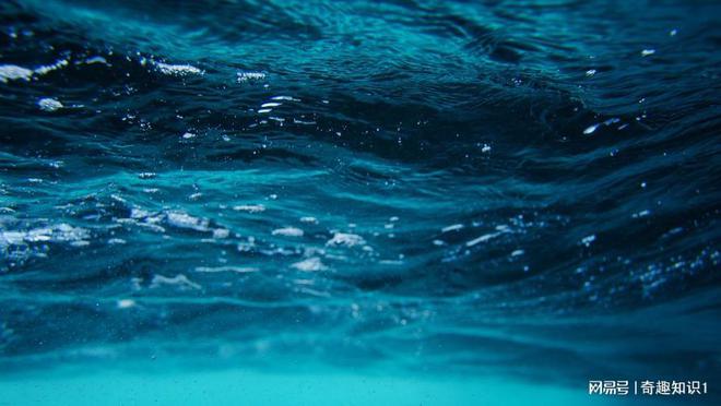 你知道海洋生物吗(图4)