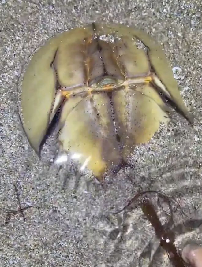 什么生物？广东湛江有游客到海边赶海时意外拍到只未知名生物(图3)