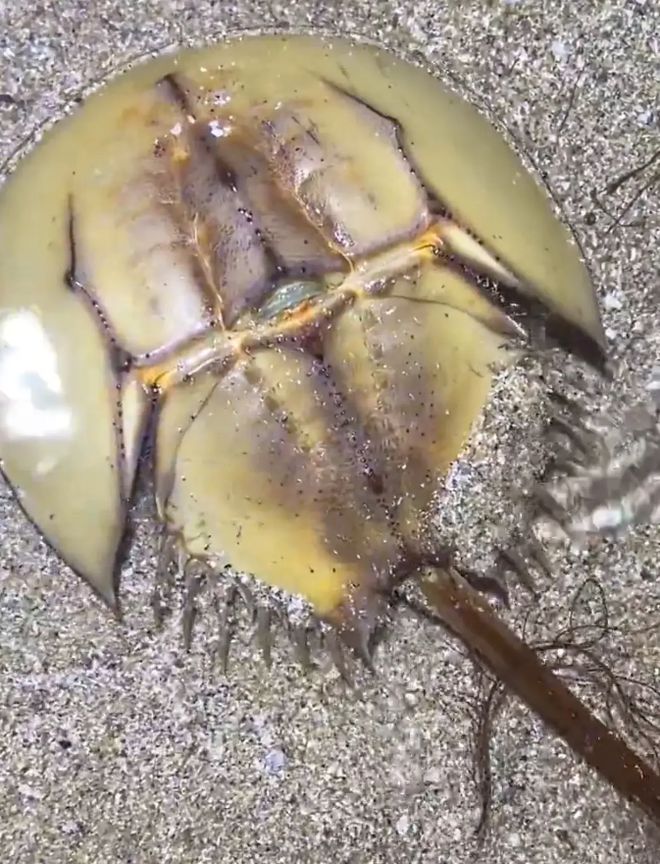 什么生物？广东湛江有游客到海边赶海时意外拍到只未知名生物(图2)