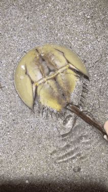 什么生物？广东湛江有游客到海边赶海时意外拍到只未知名生物(图5)