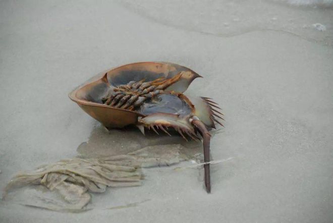 什么生物？广东湛江有游客到海边赶海时意外拍到只未知名生物(图6)