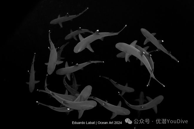 大饱眼福！2024年 Ocean Art 海洋艺术水下摄影大赛获奖作品出炉！(图3)