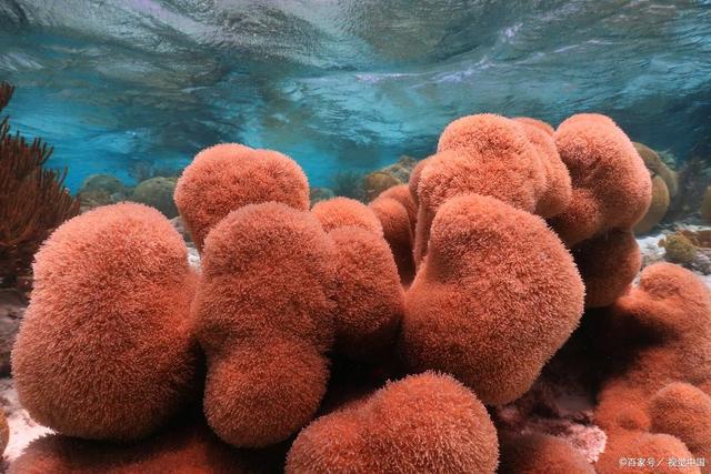 为什么说珊瑚礁是海洋生物的天堂？(图3)