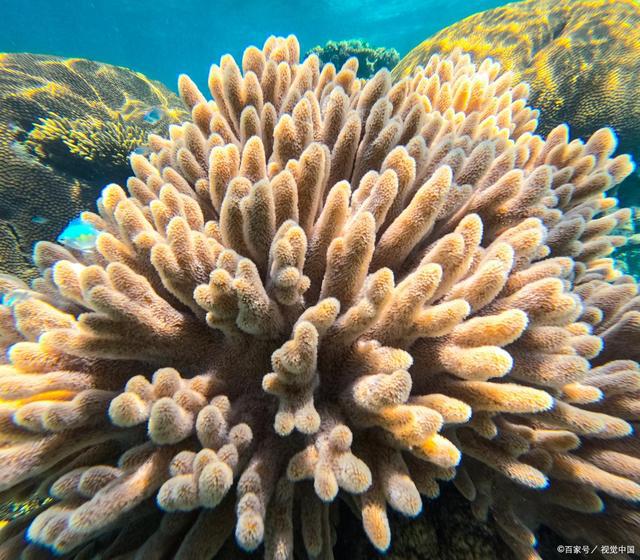 为什么说珊瑚礁是海洋生物的天堂？(图2)